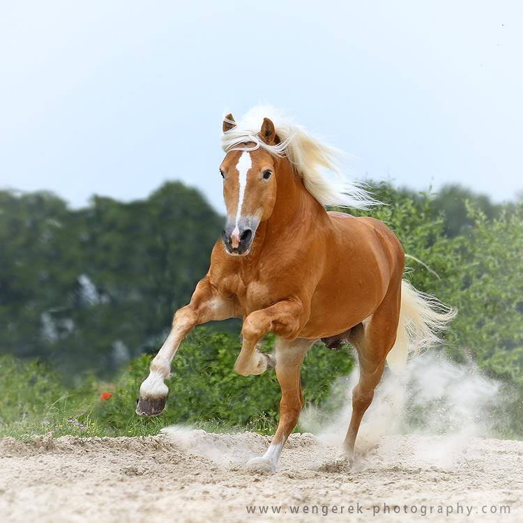 Haflinger stallion Stakkato, Netherlands